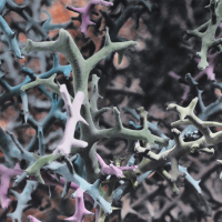 Cells