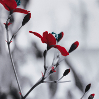 So beautiful red